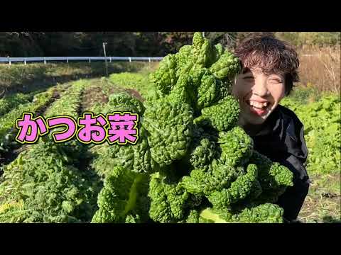 博多のお雑煮といえば？「かつお菜」の収穫祭！