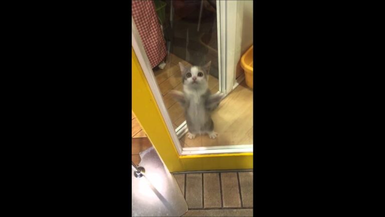 行きつけのペットショップが今日で閉店…連れて帰りたい