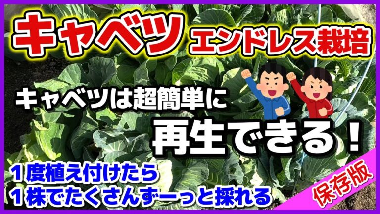 【完全ガイド】超簡単なキャベツの再生栽培（エンドレス栽培）のやり方／収穫後そのまま何度も再生させて採る／無限キャベツ／How to regrow cabbage／Endless cultivation