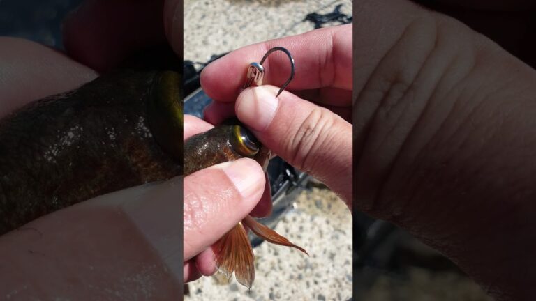 最大に工夫された小魚の泳がせ仕掛け