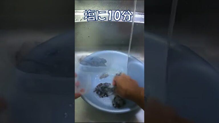 シマダイ釣ってしましま弁当＠能登半島は小木港 #shorts