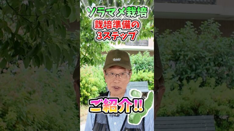 家庭菜園や農園のそら豆栽培で準備の3ステップ！上手な植え付けの秘訣とそら豆の育て方！【農家直伝】#shorts