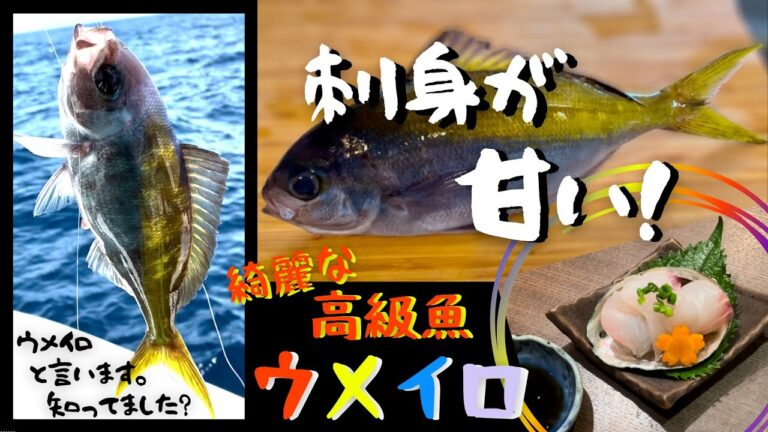《鮮魚シリーズ》レアで美味しいウメイロ