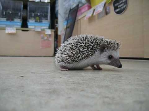 ハリネズミ　アミーゴ姫路花田店