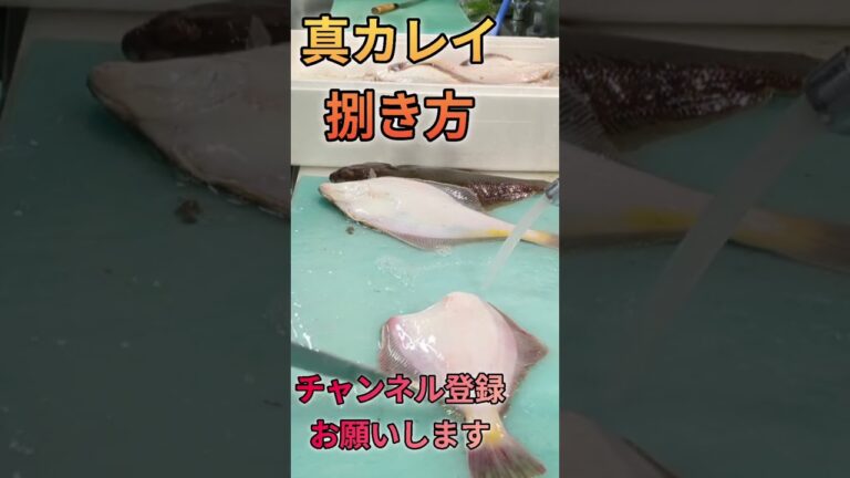 真カレイ捌き方！唐揚げ、煮付け用#short #shorts #new #fish #japan #howto #おすすめ #簡単 #釣り #チャレンジ #料理 #楽しい #美味しい