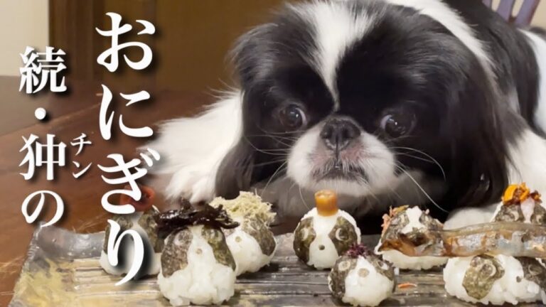 自分そっくりのおにぎりと ご対面した犬の反応が...w 日本犬チンのモモさん