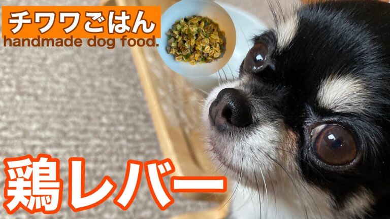 「毎日チワワごはん～鶏レバー編」鶏レバーとオートミールリゾット風【handmade dog food】