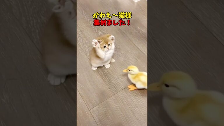 かわええんじゃ！ #cat #cats #ねこ #猫