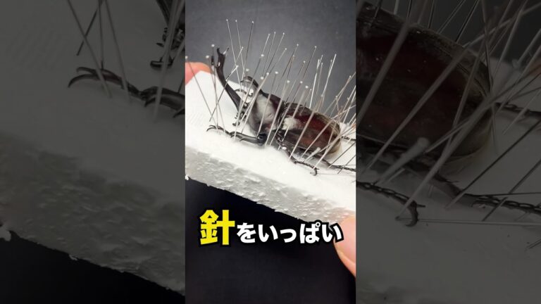 カブトムシが動かなくなったら