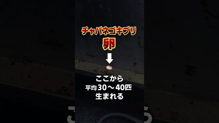 【絶対に潰さないで】ゴキブリの卵を見つけた時の正しい対処法 #ゴキブリ駆除 #shorts