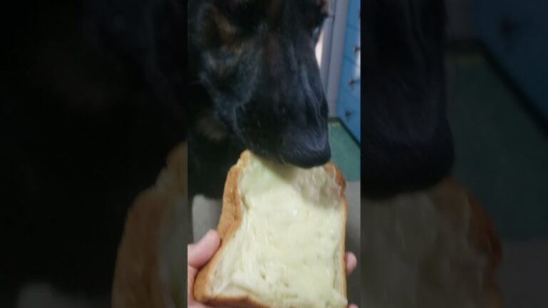 シェパード犬　チーズトースト#Shorts