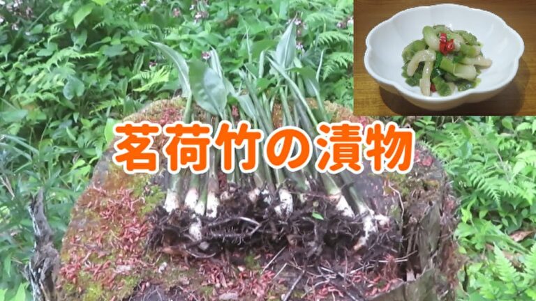 【旬を味わう！】『ミョウガタケの漬物(山椒の葉入り）』の作り方