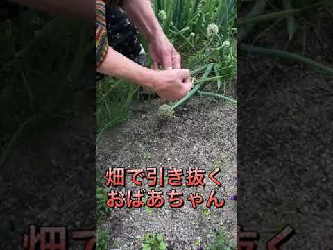 【田舎あるある】畑のネギでそうめんを食べたら… #Shorts