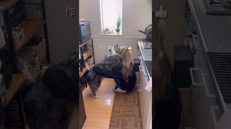 【25歳毎日弁当】ししゃも弁当🍱 #同棲ご飯  #お弁当 #毎日ご飯 #簡単レシピ#作り置き