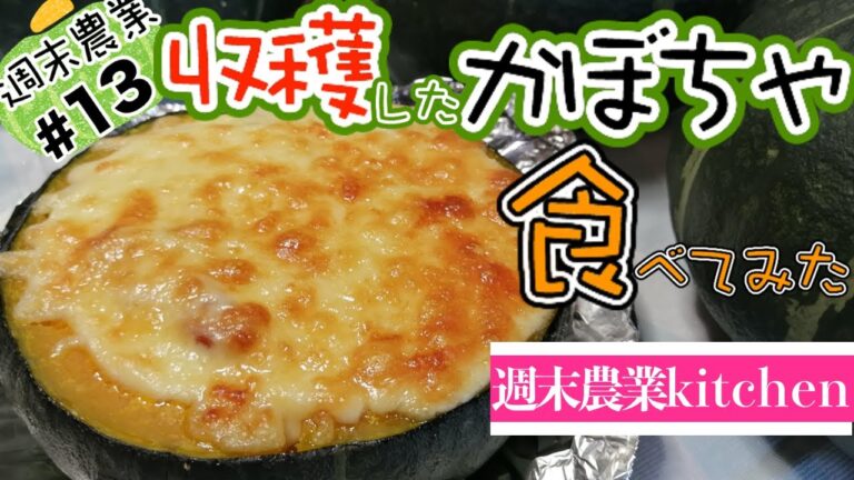 ▶︎【かぼちゃ収穫】収穫したかぼちゃをアレンジ料理で作ってみた。