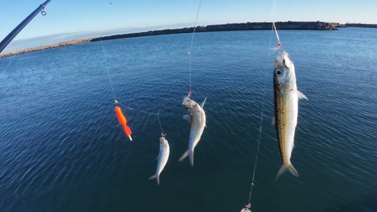 【冬サビキ釣り】準備、仕掛け、料理。これで君もサビキ釣りマスターに。