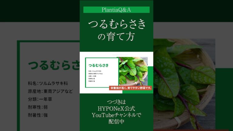 ☘261：【Q&A】つるむらさきの育て方｜美味しく育てるコツや収穫方法は？水やりや肥料など、日々の管理もご紹介