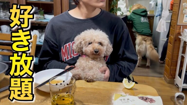 ばあばの家で迷惑をかえりみず好き放題暴れる愛犬達w