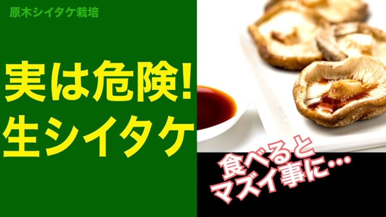 🍄注意🪵 シイタケを生で食べると体に何が起こる？#Shorts