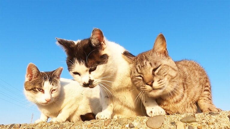 夕日に照らされた美しいさくらねこたちにカルカン(kalkan)とちゅ～ると健康缶を給餌したらうまそうに食べた 猫 野良猫 ニャンちゃん