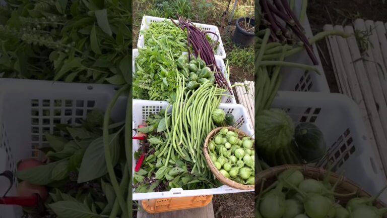 タイの野菜Thai vegetables at home