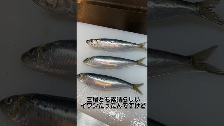 最高 の いわし の 目利き をします！ #せり人ムタロー #shorts