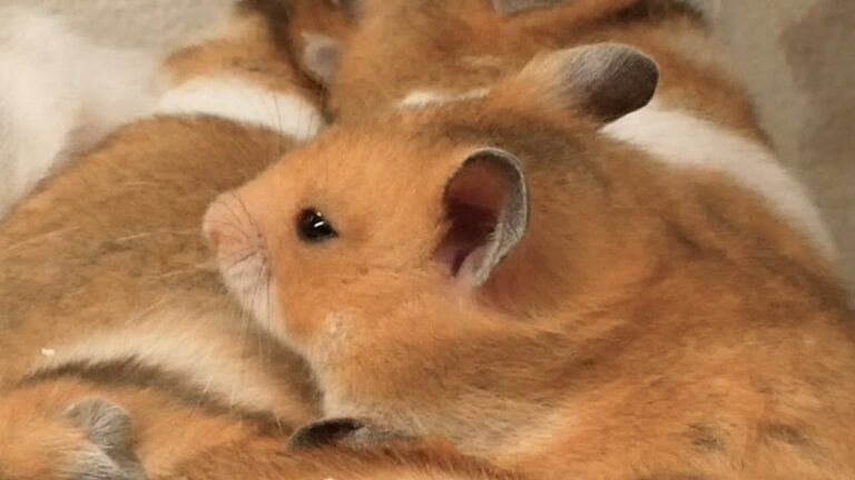 全身茶色の子ハムの悲しい目。その背景にあるものは、、、