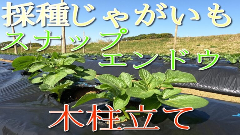 採種じゃがいも＆スナップエンドウの畑　木柱立て　#6