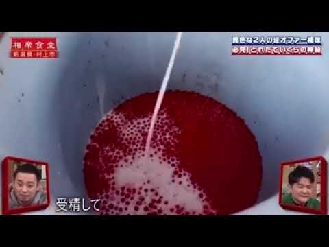 鮭の精子は濃いっっっ