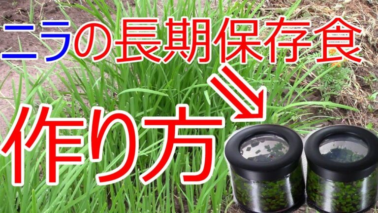 ニラの長期保存 しょうゆ漬け作り方2種類