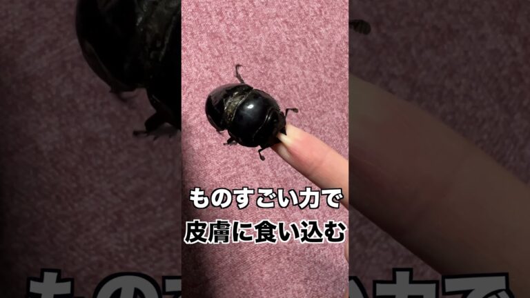 挟まれたら痛いであろうクワガタのメス３選