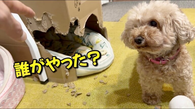犬と段ボールを同時に置いてはいけない理由w