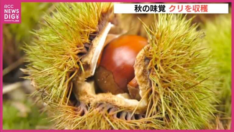「いままでで一番最高」　焼き栗で旬の味覚を味わって!　夏の暑さと日照りでことしのクリは豊作　広島県三次市でクリの収穫作業進む