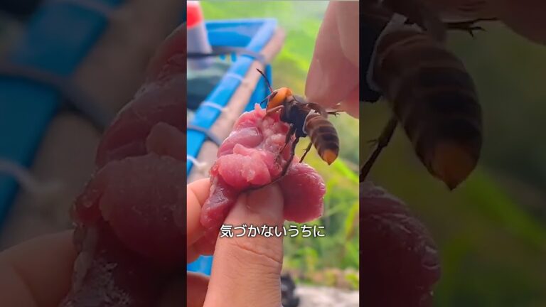 スズメバチの最後
