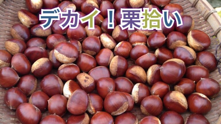 【栗拾い】秋の味覚を見つけました！！