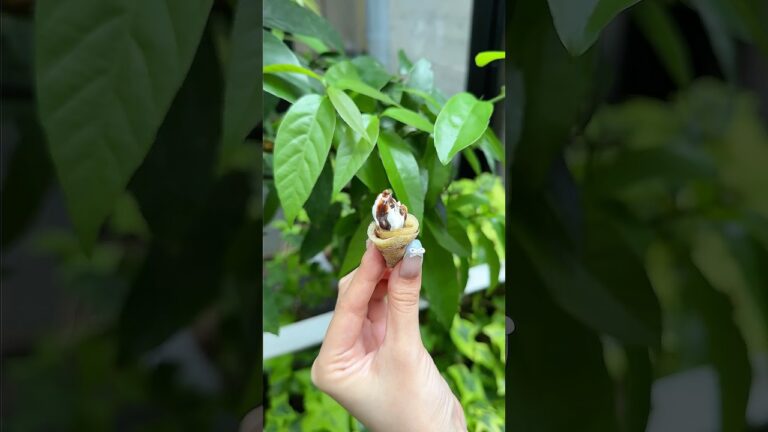 20円のクレープ作ってみた！✨