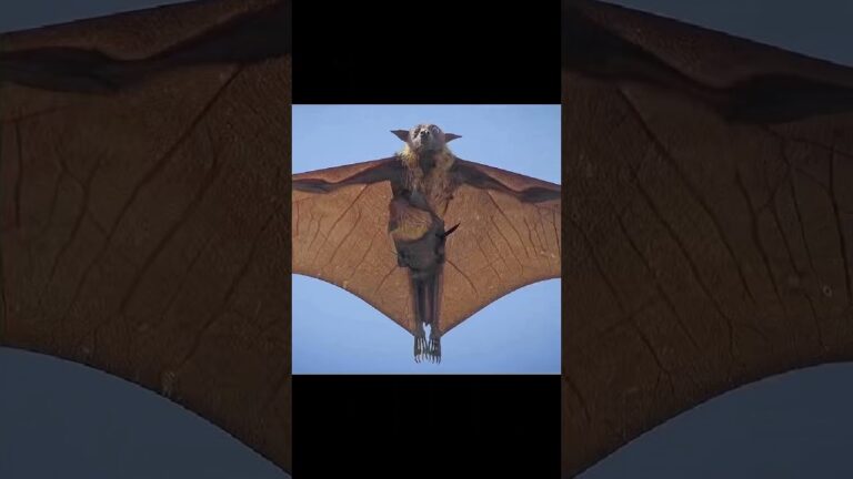 フィリピンに生息するオオコウモリ