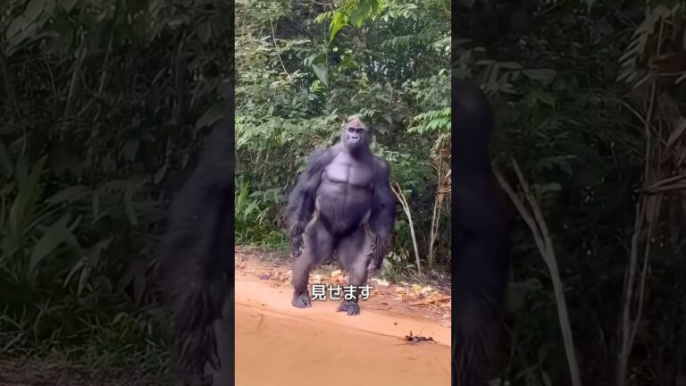 ゴリラの警告