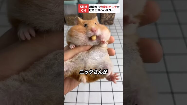 頬袋から大量の餌を出すハムスター