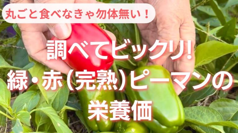 調べてビックリ！緑・赤（完熟）ピーマンの栄養価。丸ごと食べなきゃ勿体無い！