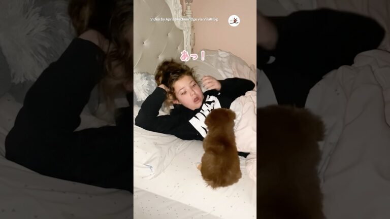 ずっと欲しがっていた子犬をお迎えした日｜PECO #子犬 #犬 #愛犬家 #子犬のいる暮らし #puppy #dog #doglover #puppylife #puppylove