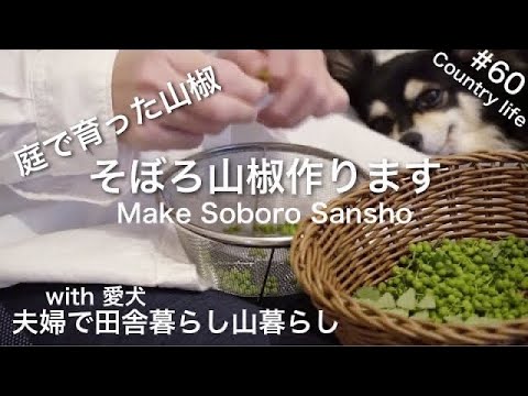 【田舎暮らし】#60 採りたての山椒でそぼろ山椒作り。意外と知らない山椒レシピ