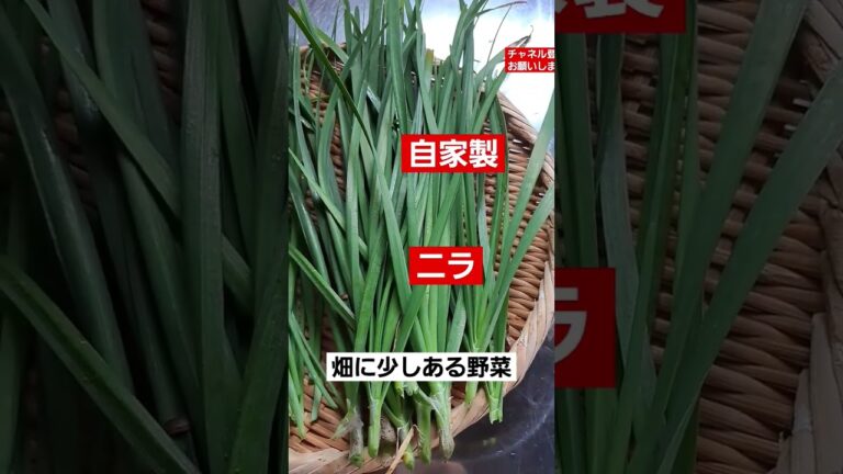 残り少ない自家製夏野菜#ニラ#小ネギ#ニラ玉#美味しい