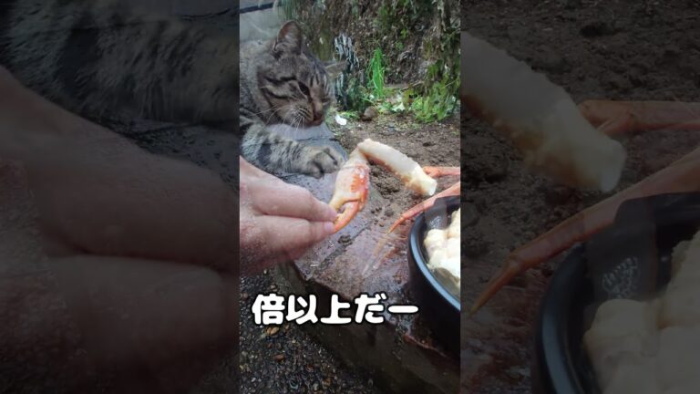 カニ鍋　作り方