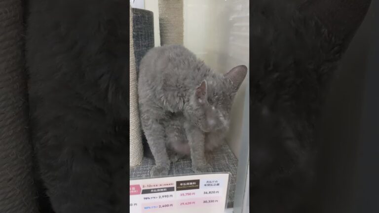 セルカークレックス