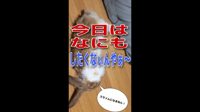 【アメファジ】アメファジってこんなうさぎ！？やる気がなさすぎてスライムになっていくうさぎ