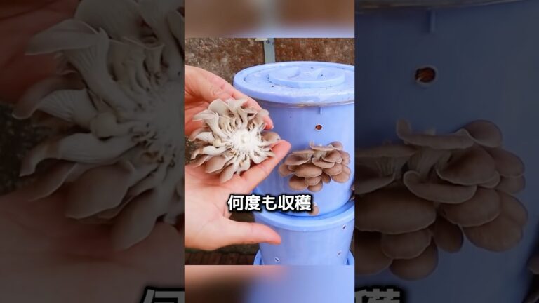バケツひとつでできる家庭きのこ栽培