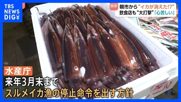 “庶民の味”スルメイカがとれすぎて…“イカの街”北海道・函館市から消えた！名物のイカ釣り堀は休業に　飲食店では代わりに“イカの王様”アオリイカが登場！｜TBS NEWS DIG