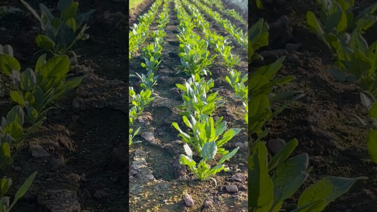 おじいちゃんの秋蒔きほうれん草はおひたしが最高🌱#ほうれん草 #冬草 #shorts