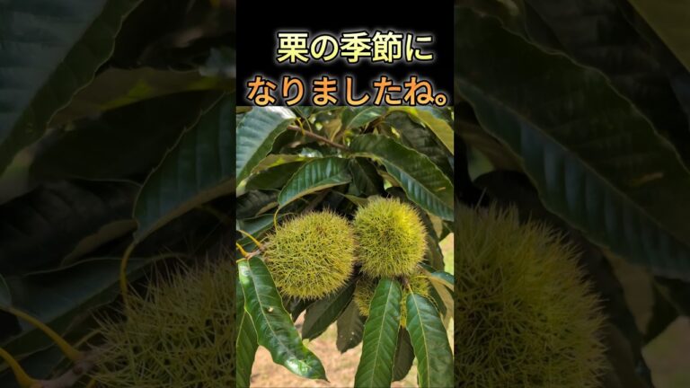 アラジントースターで焼き栗🌰Japanese roasted chestnuts🌰#栗#アラジントースター